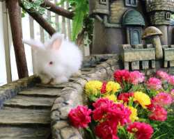 The mall also features a Rabbit Zoo which is the most enjoyable place for the kids